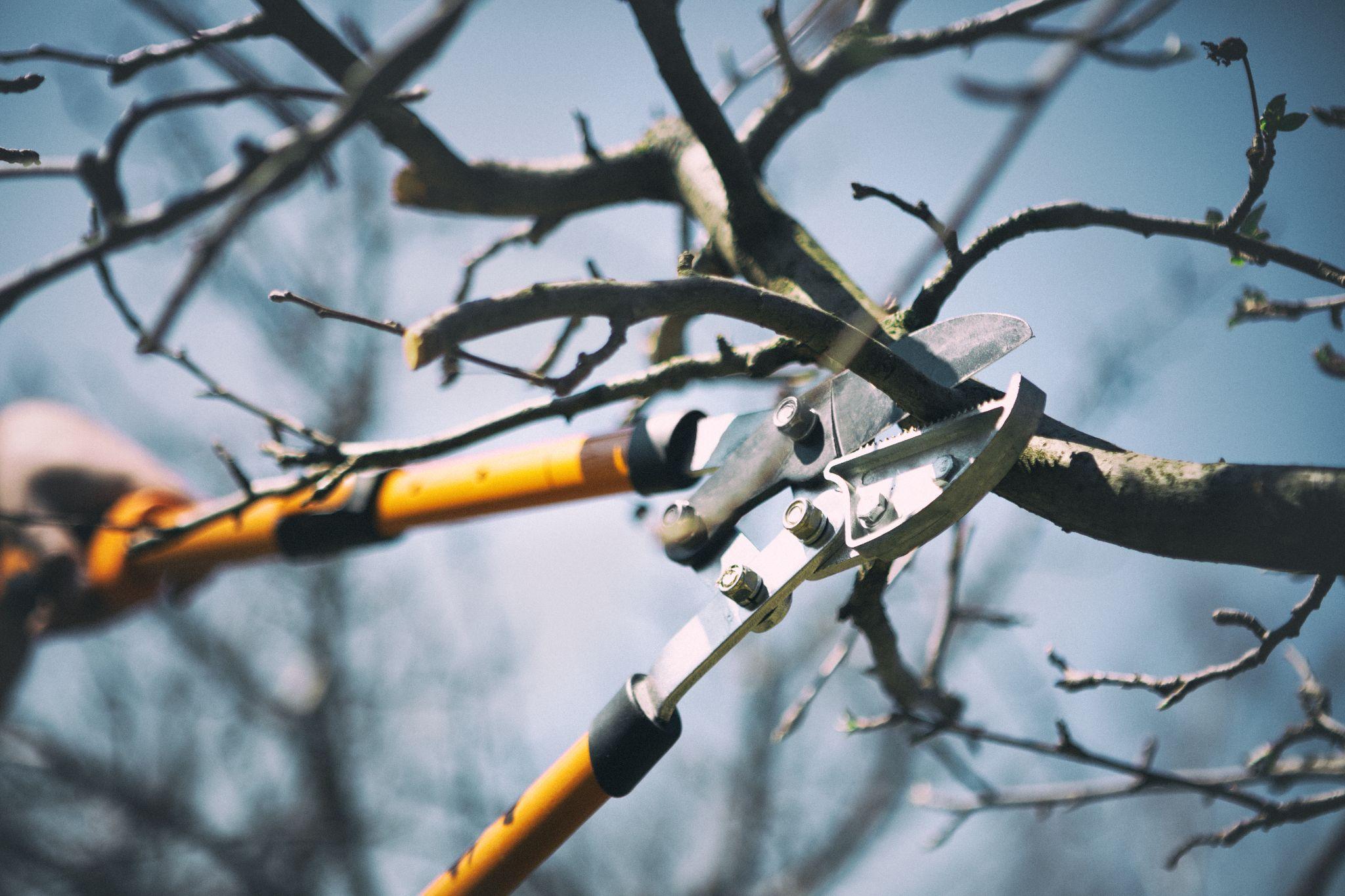 Pruning trees near a log home