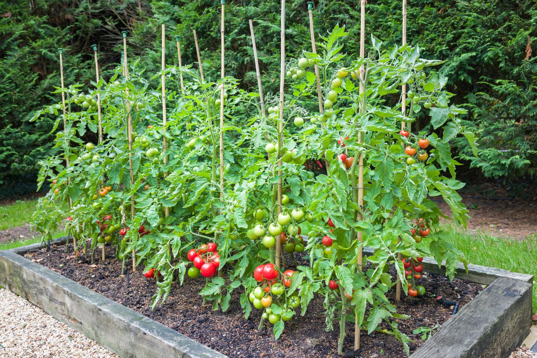 Tomato plants with ripe tomatoes growing outdoors